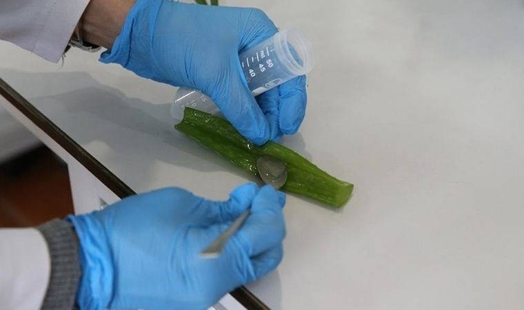 Çinko iyon pillerin performansı aloe verayla artırıldı