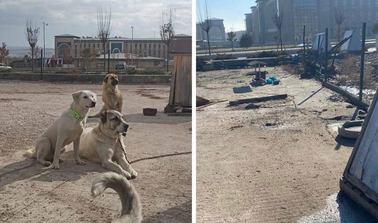 DODO Topluluğu kapatıldı