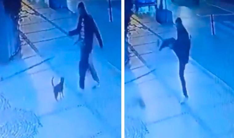 Beşiktaş'ta kediye tekme atan saldırgan gözaltına alındı