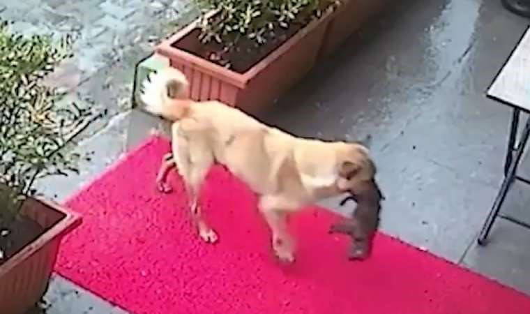 İstanbul'da sahipsiz köpek ölmek üzere olan yavrusunu veterinere getirdi