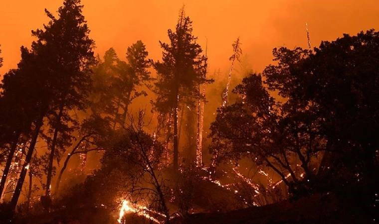 Japonya’da korkutan orman yangını: 150 kişi tahliye edildi