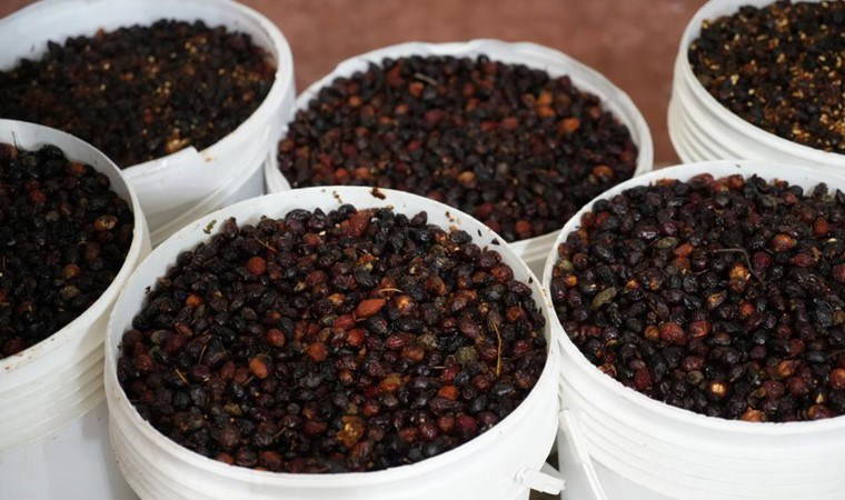 Gümüşhane'nin dağlarında yetişiyor: Eylül ayında toplanıyor, Ocak ayında şişeleniyor! C vitamini deposu...