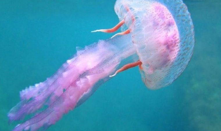 Yıllara meydan okuyorlar: Dünya üzerinde en uzun yaşayan canlılar