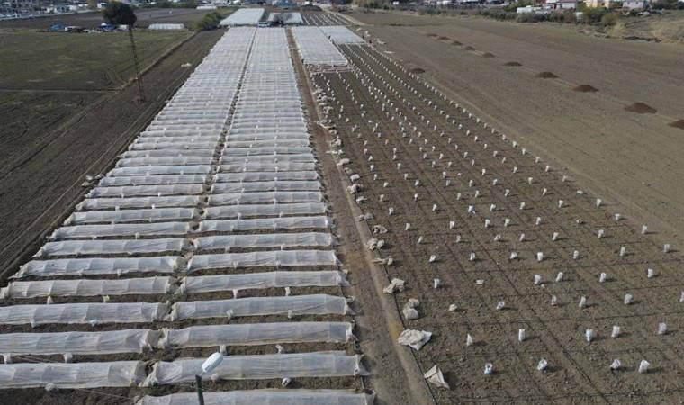 Tarlasını seraya çevirdi! Erkenci hasat için gün sayıyor: Kilosu 50 TL'den satılacak