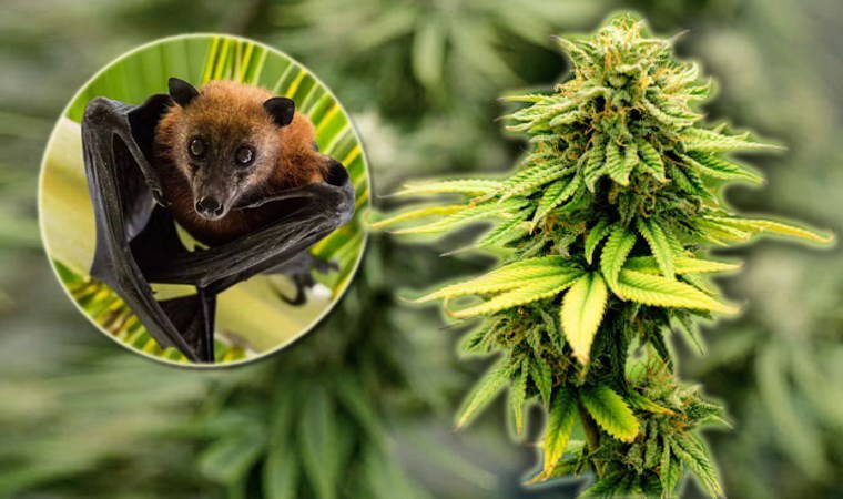 Uzmanlar tehlikeye dikkat çekti...