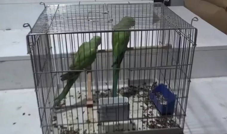 Bursa'da 9 papağan korumaya alındı: Yasa dışı yollarla yurda sokulmuş...