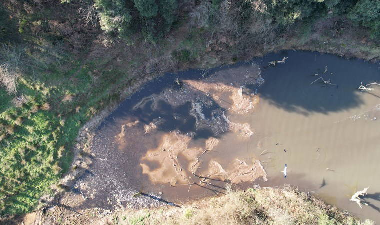 İstanbul'da korkutan görüntü: Yüzlerce balık ölüsü kıyıya vurdu!