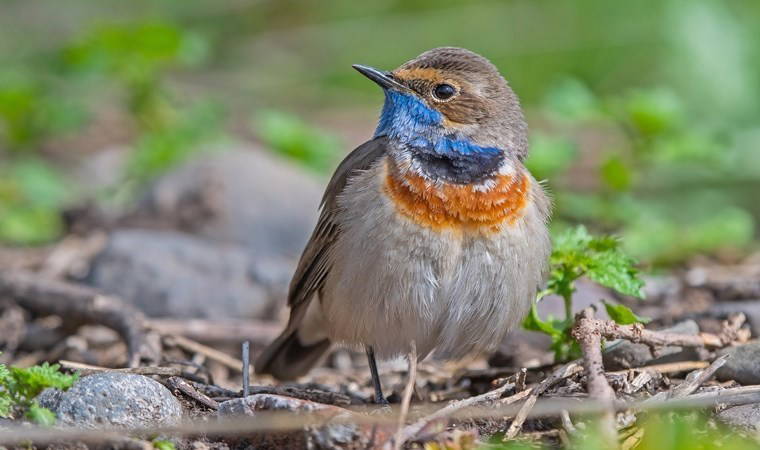 150 kuş türünün barındığı gölette su çekildi