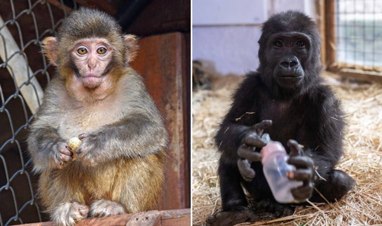 Bulunan maymun ve goril gündem olmuştu: Yaban hayvanlarının nesli kaçakçılık tehdidi altında