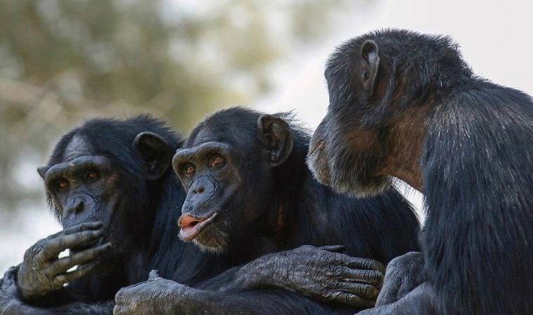 Şempanzelerde 'bulaşıcı işeme' davranışı