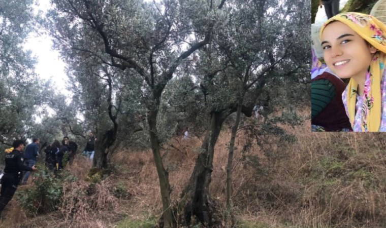 Muğla'da şüpheli kadın ölümü: Zeytin toplamaya gitti, cesedi bulundu!