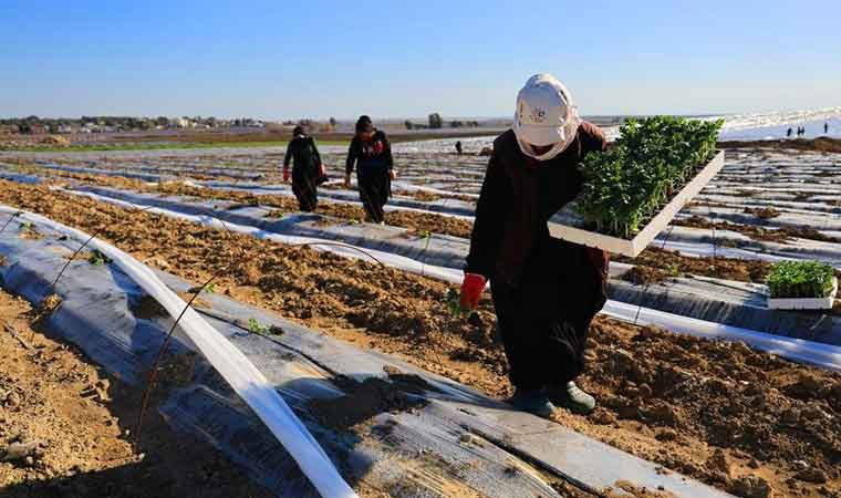 Adana'da fideler toprakla buluştu! Nisan ayında hasat edilecekler: Bir dönüm maliyeti 30 bin lira...