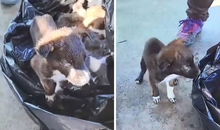 Edirne'de vahşet! Yavru köpekler poşet içinde çöpe atıldı, savcılık harekete geçti: 2 gözaltı