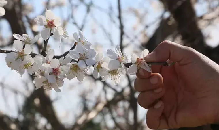 Sıcaklıklar mevsim normallerinin üzerinde: Manisa'da erik ve badem ağaçları çiçek açtı