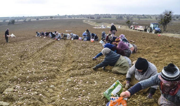 'Beyaz altın' toprakla buluştu! 4 bin ailenin geçim kaynağı: Hasat temmuz ayında...