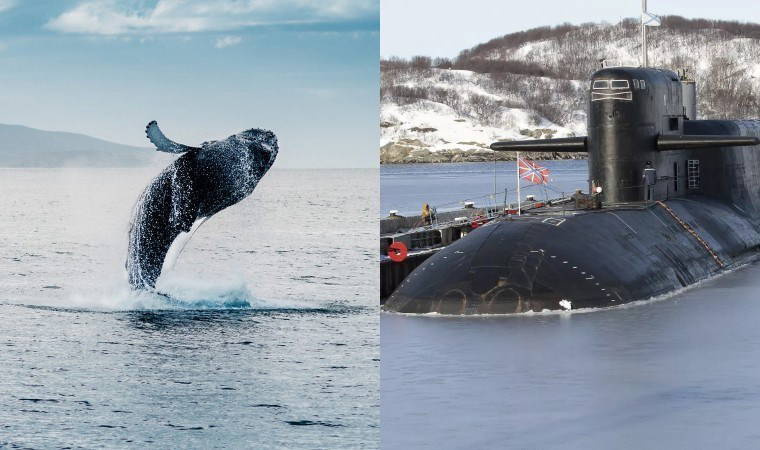 'Osuran' balina ile karşılaştılar...