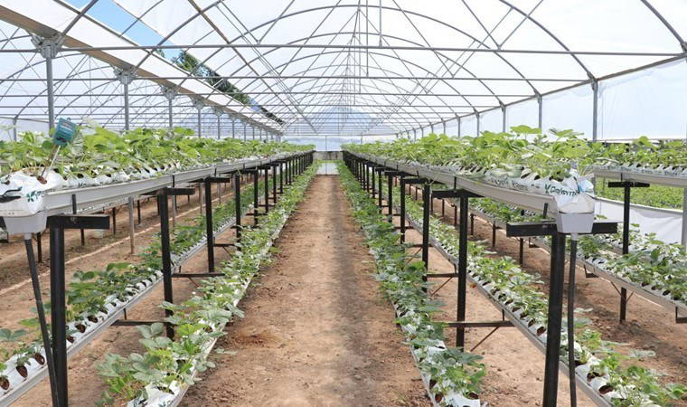 40 yıllık memuriyeti bırakıp üretime başladı: 8 dönümde 'kırmızı elmas' yetiştiriyor