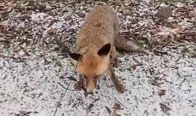 Erzurum'da tilkiye eziyet eden şahıs yakalandı