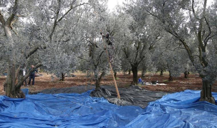 Mut'ta hasat bitti: Rekolte yarıya düştü...