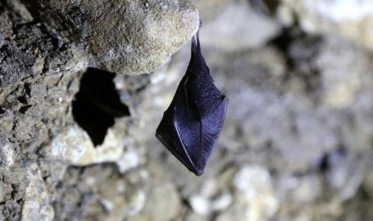 Yarasalar rüzgar yardımıyla yüzlerce kilometre yolculuk yapabiliyor