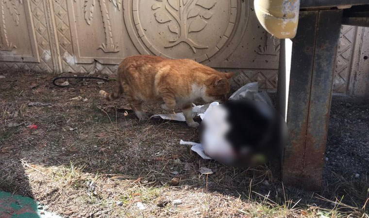 Gümüşhane'de hayvana eziyet! Mezarlıkta beyaz torba içine konuşmuş kedi cesedi bulundu