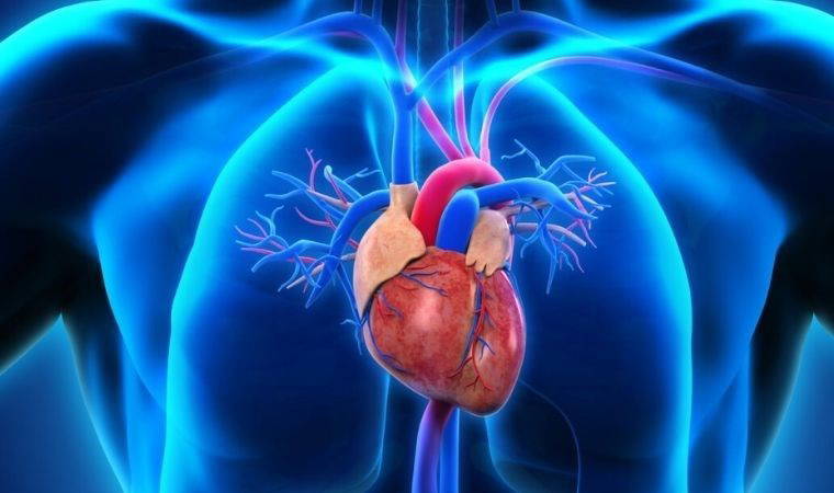 Kalp hastalıklarının tedavisi için kalp kası yamaları geliştirildi