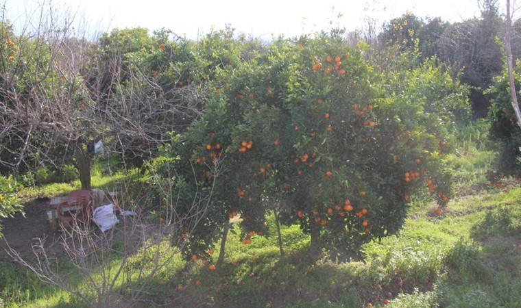 Aydın’ın en önemli geçim kaynağı dalında kaldı: Üreticide 8 TL, tezgahta 30 TL