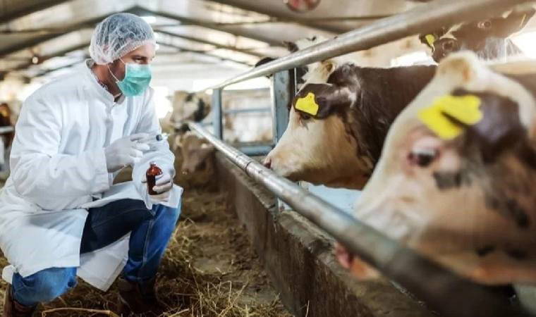 Karaman’da şap alarmı... 7 köy karantinaya alındı!