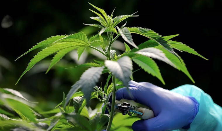 Esrarın, psikozu nasıl tetiklediği ortaya çıktı