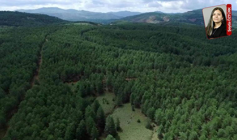 4 bin ağaç kesecekler