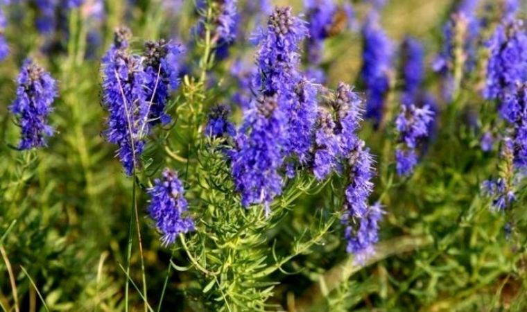 Öksürüğü hızla kesiyor, bronşite iyi geliyor: Akciğer rahatsızlıklarına şifa olan mucize bitki