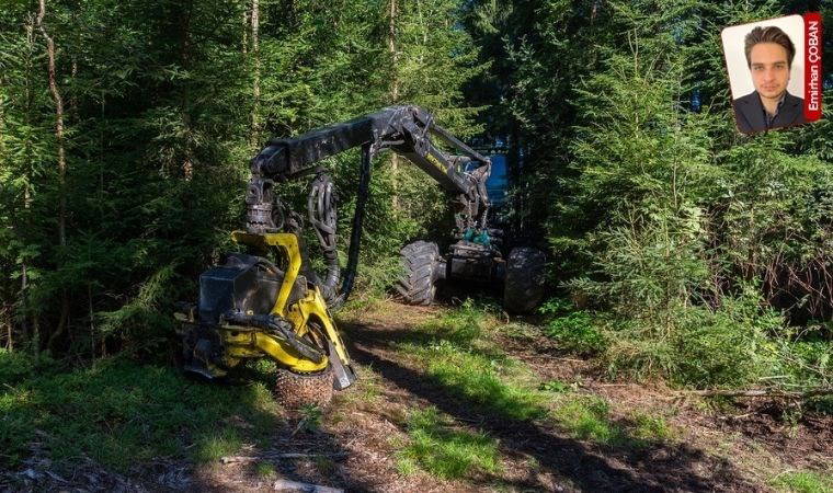 Zonguldak Devrek'te defineci ormancılar durmak bilmiyor