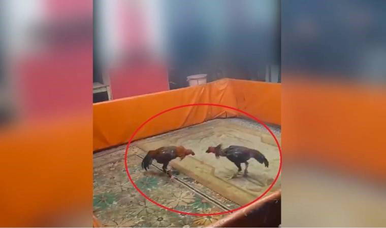 Horoz dövüştüren 8 kişiye 450 bin TL ceza