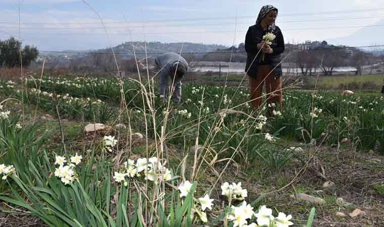 Hobi olarak başladı geçim kaynağı oldu: 4 yılda 5 bin kök üretti!