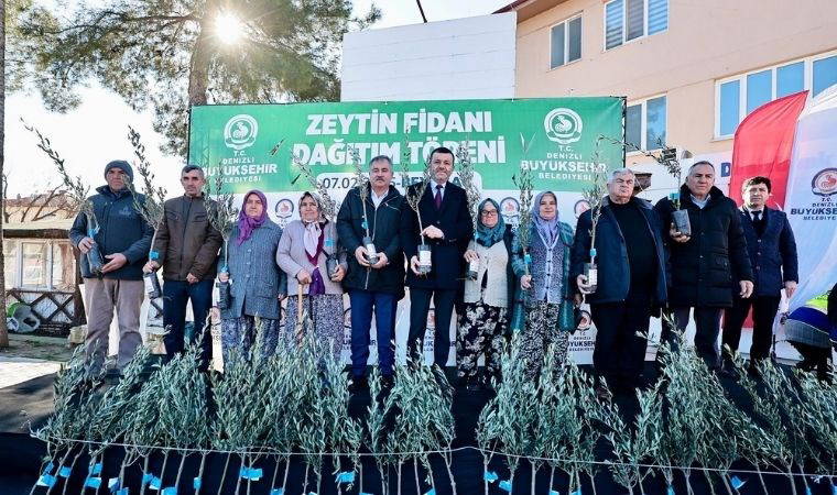 Denizli’de zeytin seferberliği