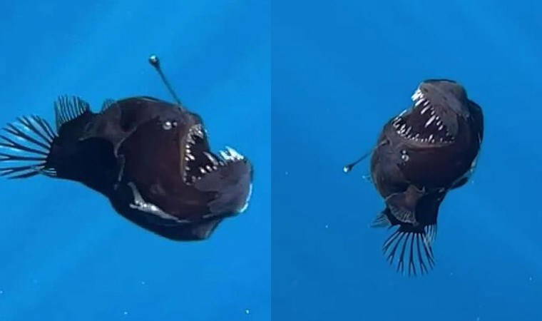 'Derinliklerin gerçek bir avcısı...'