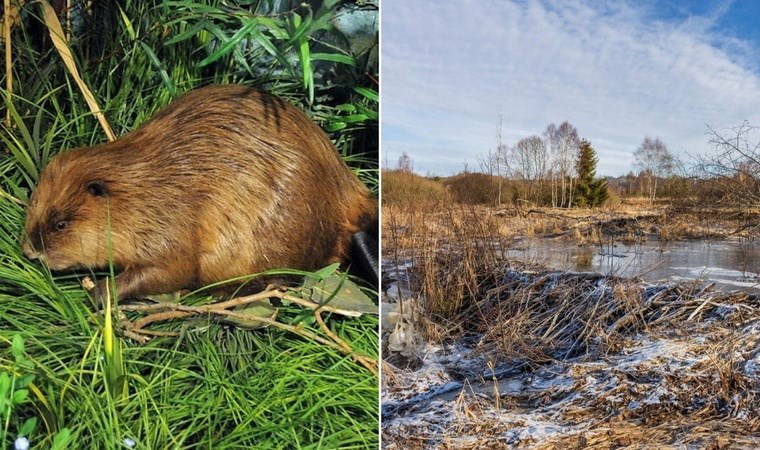 7 yıllık projeyi 2 günde tamamladılar...