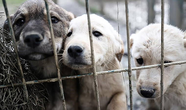 Kırklareli'nde toplu köpek katliamı iddiası: Soruşturma başlatıldı