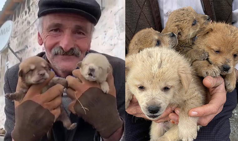 Anneleri kurt saldırısında ölen yavrulara gözü gibi bakıyor!