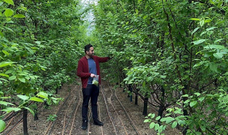 Yıl boyunca bebek gibi baktı! Sezonun ilk hasadı yapıldı: Kilosu 7 bin lira!