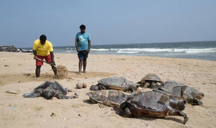 Binden fazla ölü deniz kaplumbağası kıyıya vurdu
