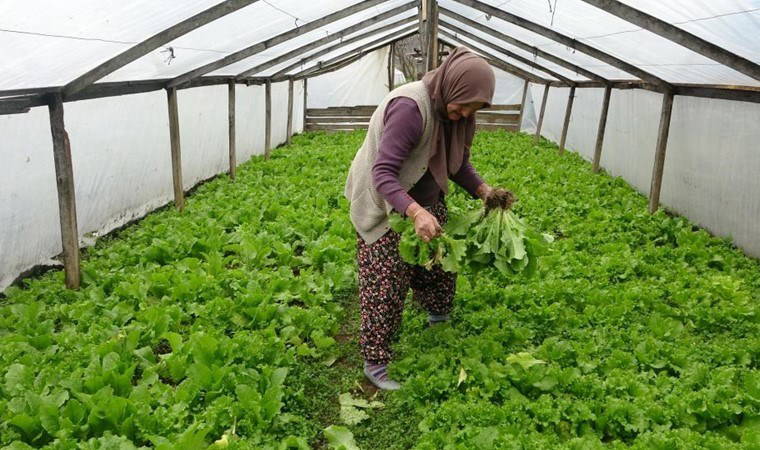 Hasat eder etmez satıyor, müşterilerini dahi görmüyor!
