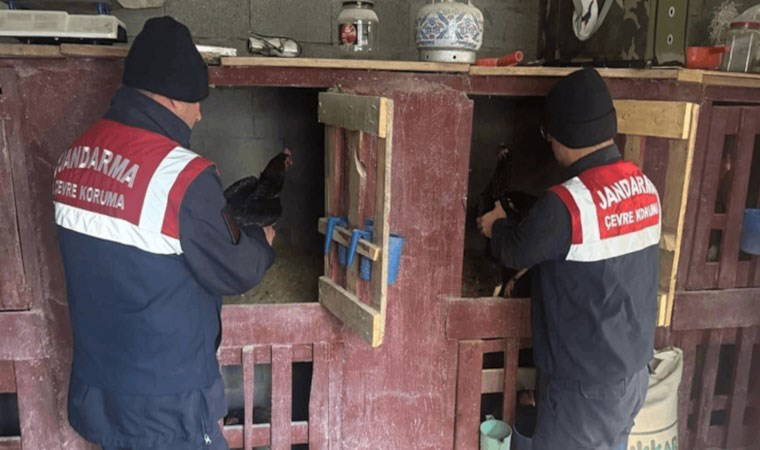Erzurum’da horoz dövüştüren 3 kişiye operasyon: 15 horoz kurtarıldı
