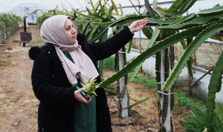 Burada yetişmez diyenlere inat üretime başladı! Çarşamba Ovası'nda ilk kez kadın girişimci tarafından ekildi...