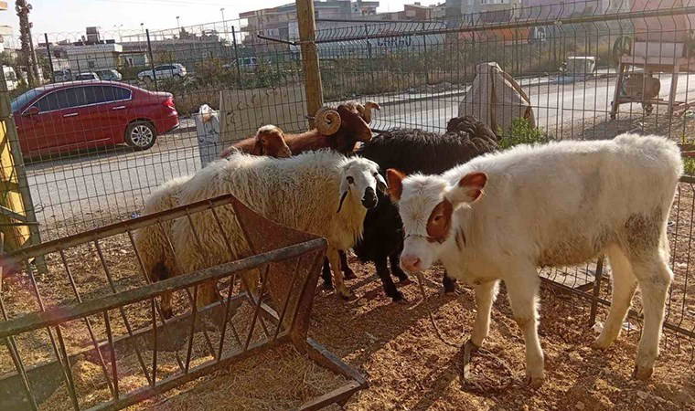 Film gibi hırsızlık: Danayı bile otomobille çalmışlar!