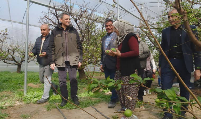 Mersin'de hasat başladı: Kilosu 8 bin lira...
