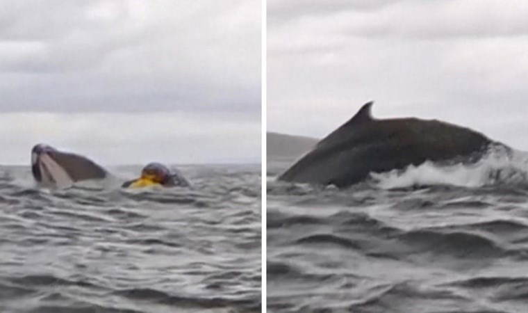 Okyanusta tehlikeli karşılaşma: Dev balinanın ağzından kurtuldu