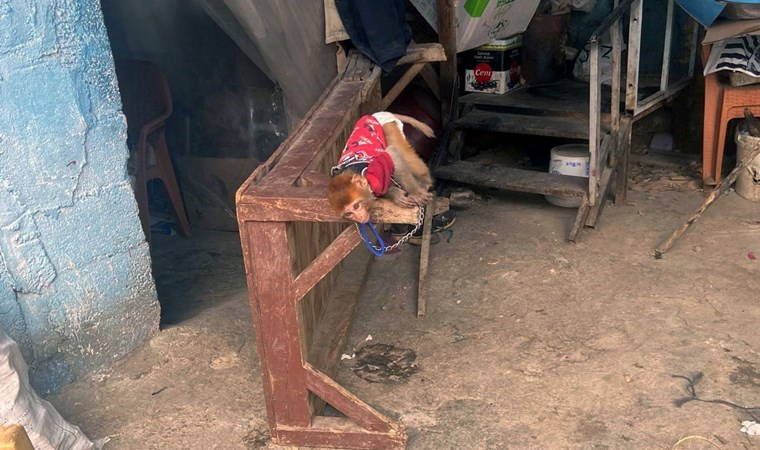 Mersin'de makak maymunu ve 3 sincap ele geçirildi