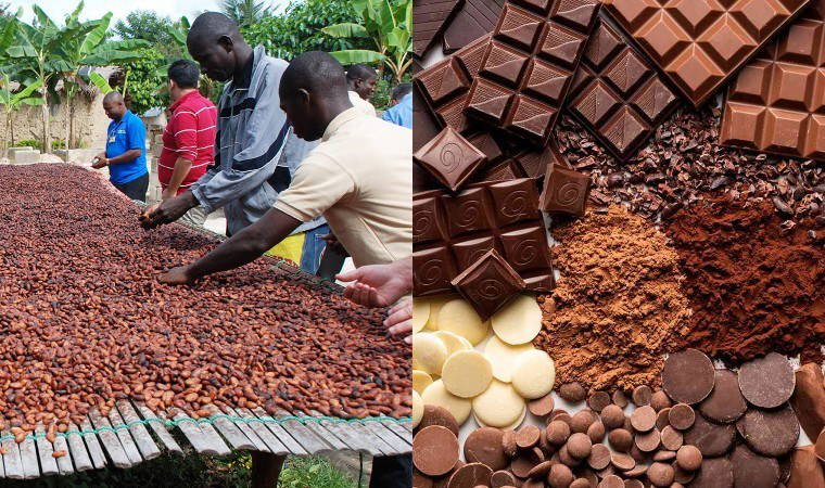 Çikolata krizi kapıda: Kakao üretimi çöküyor, fiyatlar rekor kırıyor