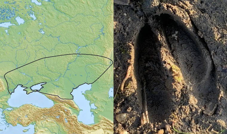 Avrupalıların 'atası' keşfedildi: 5 bin yıllık savaşçının sırları ortaya çıktı